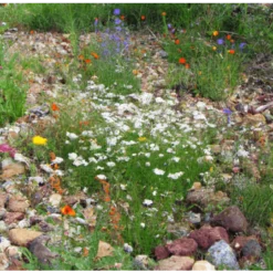MRS Seeds & Mixtures Type M6 - Bloeiende Voegen
