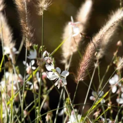 MRS Seeds & Mixtures Wadi Bloemenmengsel Inheems - Meerjarig