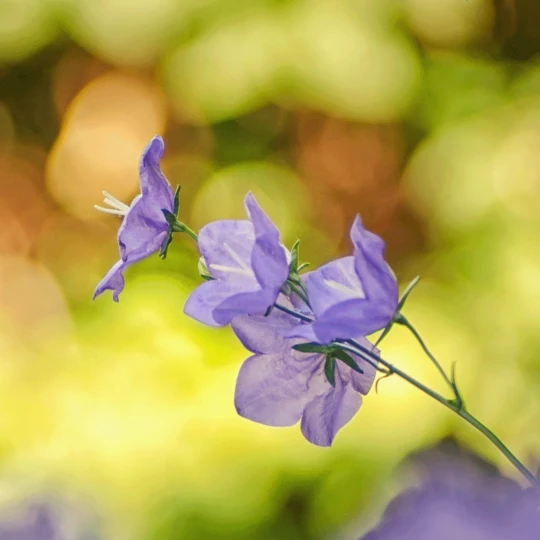 MRS Seeds & Mixtures Bosrand Bloemenmengsel Schaduw Inheems - Meerjarig - Afbeelding 4