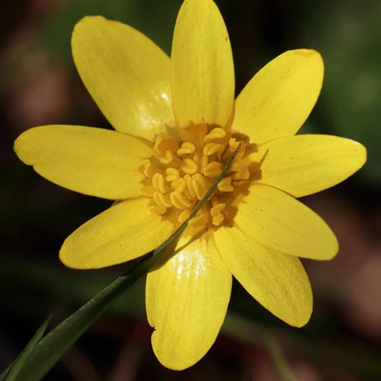 MRS Seeds & Mixtures Bosrand Bloemenmengsel Schaduw Inheems - Meerjarig - Afbeelding 6