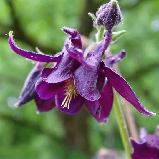 MRS Seeds & Mixtures Bosrand Bloemenmengsel Schaduw Inheems - Meerjarig - Afbeelding 8