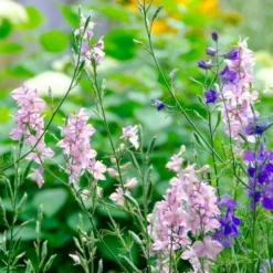 MRS Seeds & Mixtures Inheems FAB - Akkerrandmengsel 1- En 2-jarig