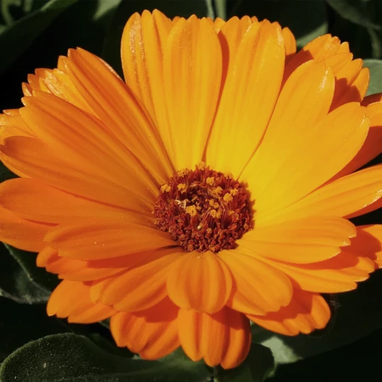 MRS Seeds & Mixtures Biologisch Lieveheersbeestjes Bloemenmengsel - Afbeelding 6