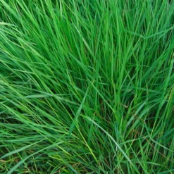 MRS Seeds & Mixtures Orgamix Mos Control | Anti Mos Gazonmest