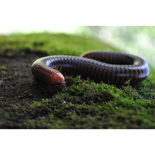 ECOstyle Aaltjes Tegen Miljoenpoten - Afbeelding 2