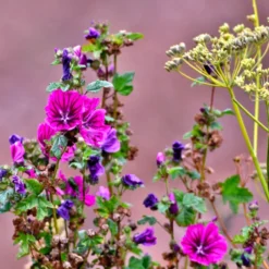 Blossombs Adventskalender - Xmas